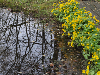 Oase heemtuin, Beuningen - Dotterbloemen op de oever 