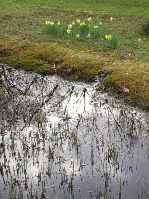 Oase heemtuin, Beuningen -  Wilde narcissen in de berm