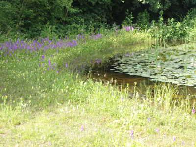 Oase heemtuin, Beuningen -  Berm met Rietorchis en Ratelaar