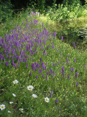 Oase heemtuin, Beuningen - Berm met Rietorchis en Ratelaar