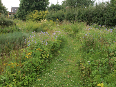 Oase heemtuin, Beuningen - Berm met bloeiende beemdooievaarsbek