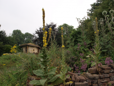 Oase heemtuin, Beuningen - Stalkaars