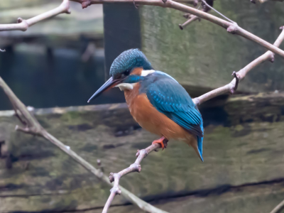 Vijvers -  Ijsvogel wacht zijn kans af