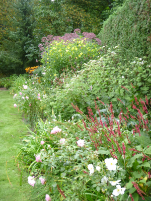 borders -  Klassieke border met bijen- en vlinderplanten