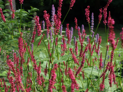 uitheemse planten -  Persicaria amplexicaulis