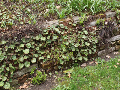 wilde planten -  Steenbreek in een stapelmuurtje