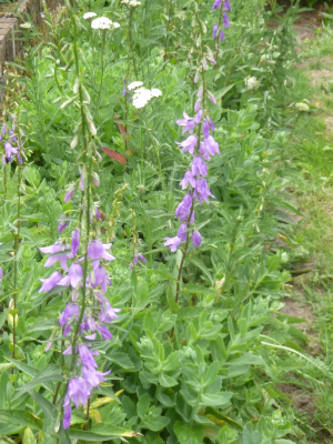 wilde planten -   Dizendblad en Akkerklokje, verwildelderd tussen Hemelsleutel