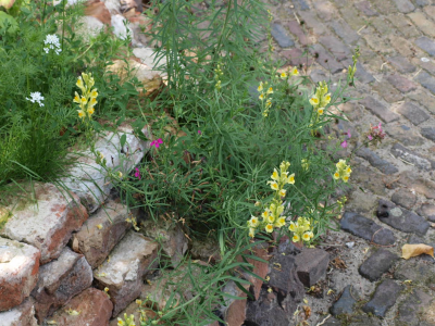 wilde planten -  Vlasbekje in een stapelmuurtje