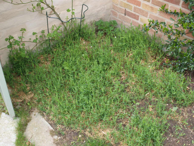 wilde planten -  Grote muur